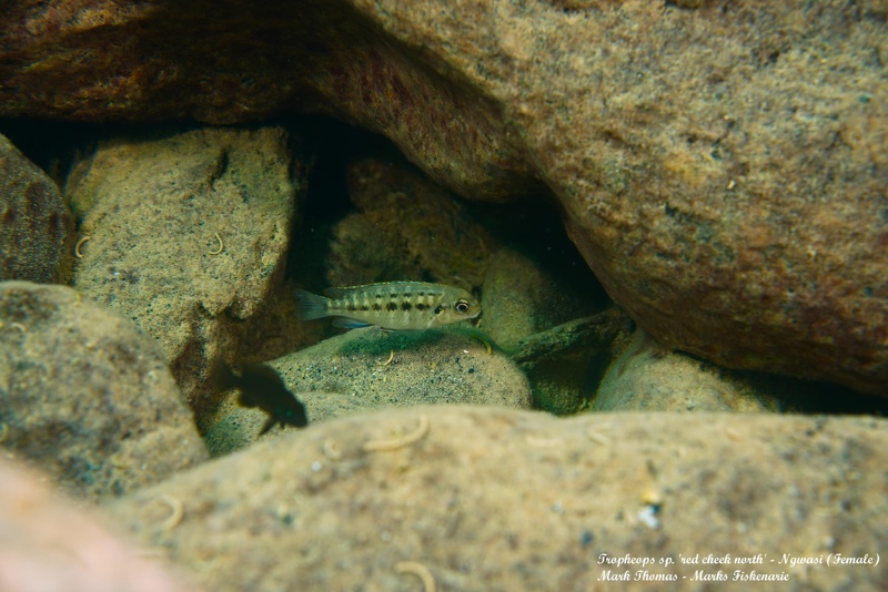 Tropheops sp. 'red cheek north' Ngwasi